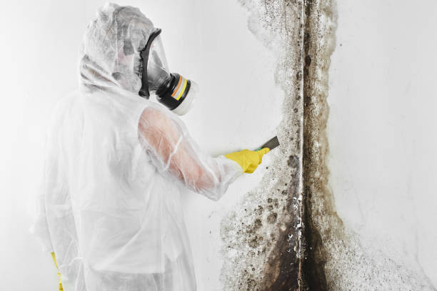 Best White Mold Remediation in Rockport, TX