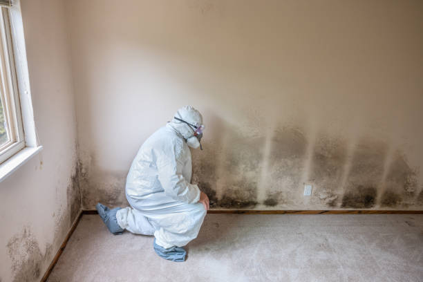 Best Black Mold Remediation in Rockport, TX