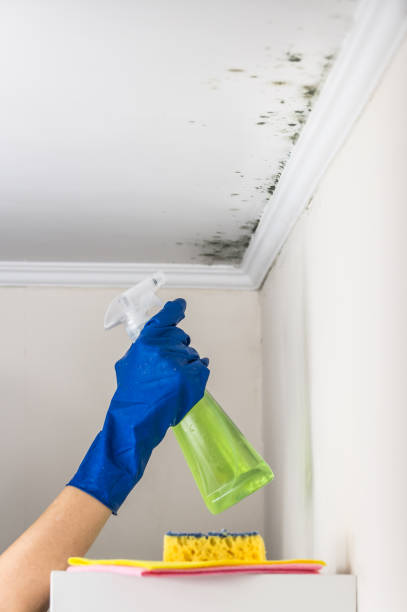 Best Mold Testing and Inspection Services in Rockport, TX