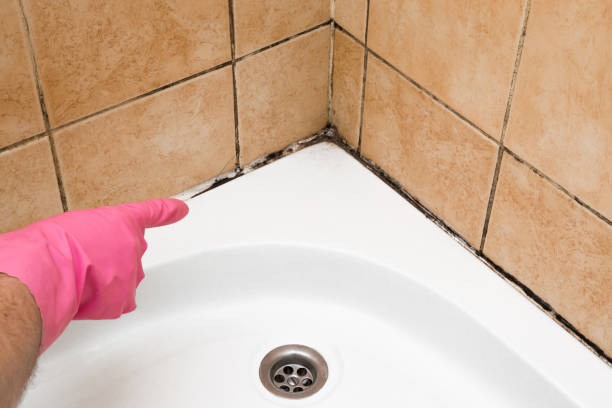Best Commercial Mold Remediation in Rockport, TX